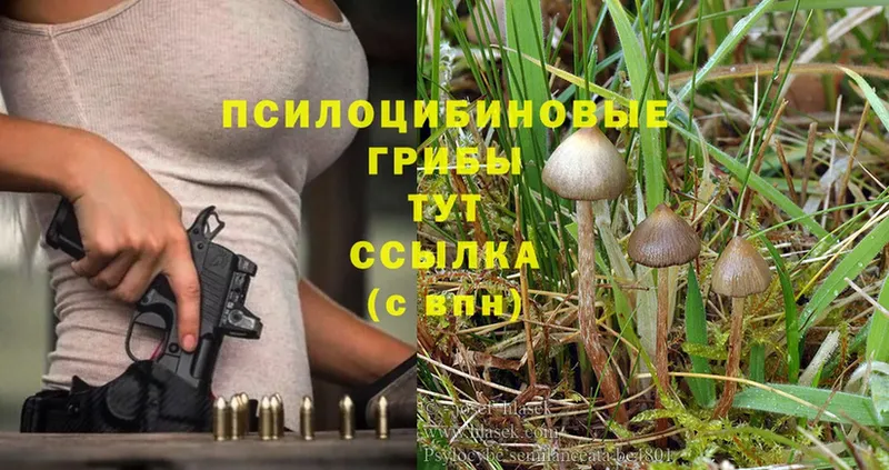 Псилоцибиновые грибы Psilocybe  Туапсе 